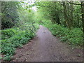 Woodland path that follows the line of the long disused Dearne & Dove Canal between Wombwell and Wath