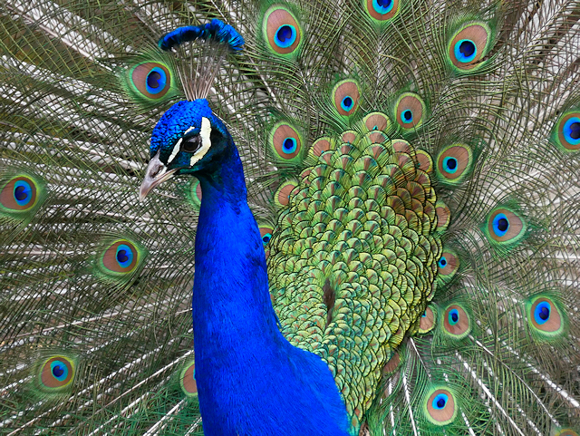 Peacock at Heaton Park Animal Centre © David Dixon :: Geograph Britain ...