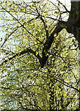 ST5874 : Lime leaves, Redland by Derek Harper