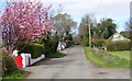 Flowering cherry tree on Middle Tollymore Road