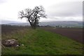 Field boundary near Thornhill (Perthshire)