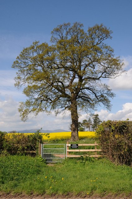 Footpath and tree © Philip Halling cc-by-sa/2.0 :: Geograph Britain and ...