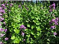 Honesty & Garlic Mustard, Station Road, Heddon on the Wall