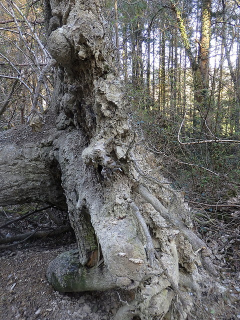 Root system of fallen tree, Coed Alltfedw
