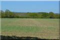 Lines of new shoots east of Faberstown