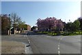 Blossom on Chapel Lane