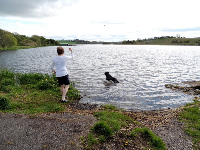 Dog fetching a stick, Lough Erne © Allen