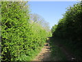 Farm track to Shoulder of Mutton Plantation