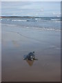 NT6579 : Coastal East Lothian : Seal Pup on Belhaven Sands by Richard West