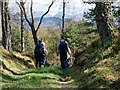 Leaving the forest at Kinveachy