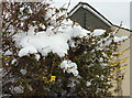 Snow on forsythia, Chelston