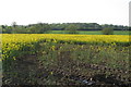 Rape field with Whitfield Wood in the distance