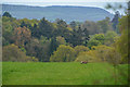 East Devon : Grassy Field