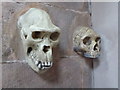 Biddulph Grange - replica skulls