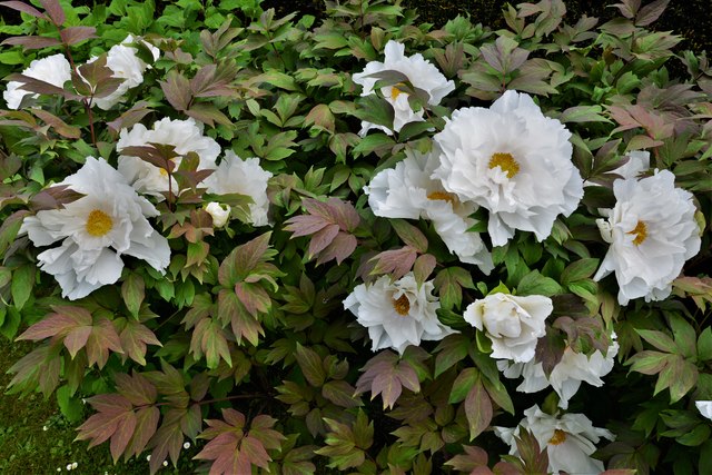 Penshurst Place: Early flowering peonies 1