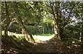 Bridleway in sunlight