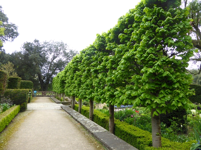 Espalier lime trees in the Elliptical... © Oliver Dixon :: Geograph ...