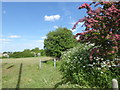 The Dog Rose Ramble at West  End Road