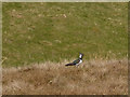 SD9870 : Lapwing on the moor above Conistone by Stephen Craven