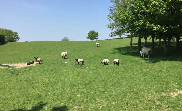 Lambs near Coes Hall