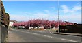 Cherry blossom trees