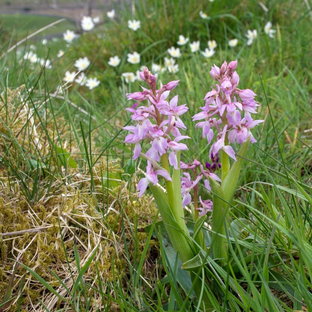 Rose-pink form of Early Purple Orchid (Orchis mascula)