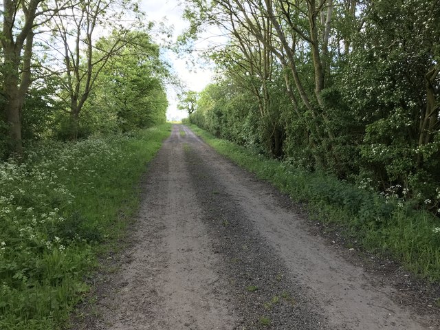 Tree lined track near Brooklands Farm, Abbots Ripton