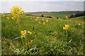 SP0506 : Cowslips in a field by Philip Halling
