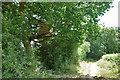 Tree platform near Strood Green