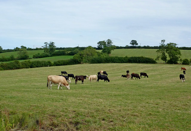 Cattle west of Barby in Northamptonshire
