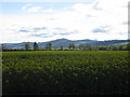 Oilseed rape field