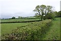 Trimmed hedges near Llanant Farm