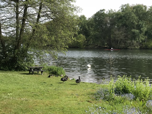 Black Swans By Trentham Lake © Jonathan Hutchins Cc-by-sa 2.0 