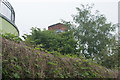 View of the Chiswick Park station roundel poking above the trees in the Gunnersbury Triangle Nature Reserve