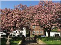 Beautiful Cherry Blossom at Bainton Church Gate