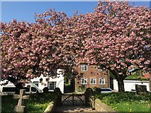 SE9652 : Beautiful Cherry Blossom at Bainton Church Gate by Jennifer Petrie