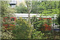 View of a District line train passing the Gunnersbury Triangle Nature Reserve