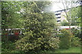 View of a District line train passing the Gunnersbury Triangle Nature Reserve #2