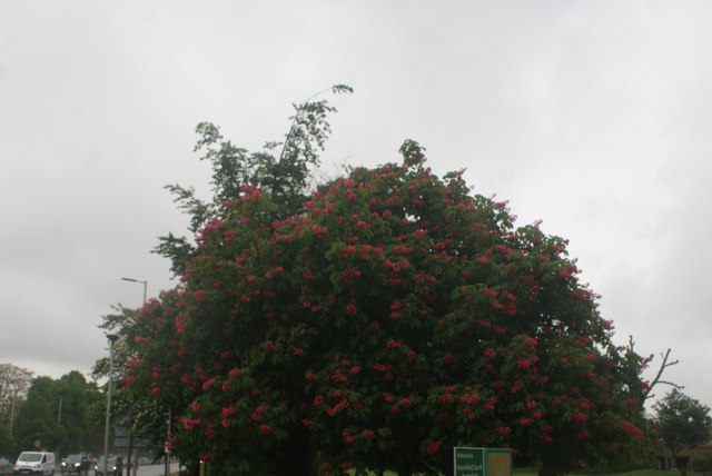 View of blossom in the Homefield South Recreation Ground from the subway under the A4