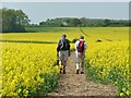 Walkers on a path through flowering oilseed rape