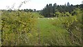 Grazing sheep, Gargunnock