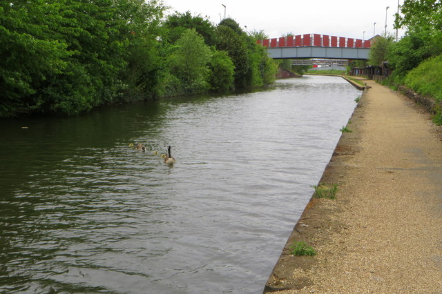 Bridgewater Canal with goslings