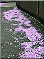 Cherry blossom confetti, Taberna Close