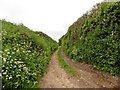 Farm Track, Coombe