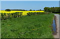 Oil seed rape next to Church Eaton Road