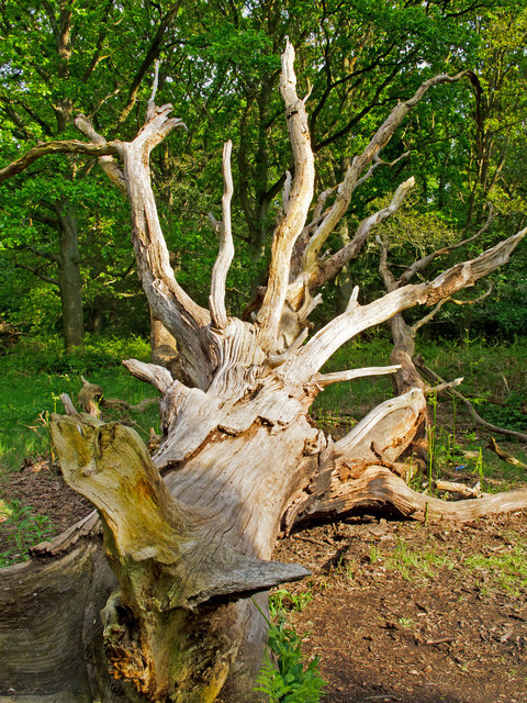 Dead Tree near Strawberry Hill, Epping Forest