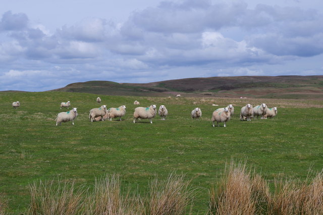 Sheep on the hill