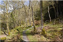 NN3303 : The lower path, Loch Lomond by Richard Webb