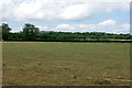 Field with many birds, Bushbury Farm