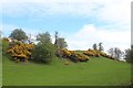 Gorse bloom on Thorney Hill